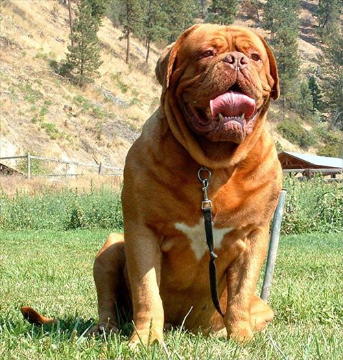 噛む力で見る最強の犬ランキングトップ12 Ailovei