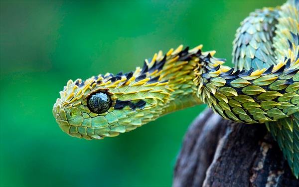 世界の美しいヘビ8匹 Ailovei