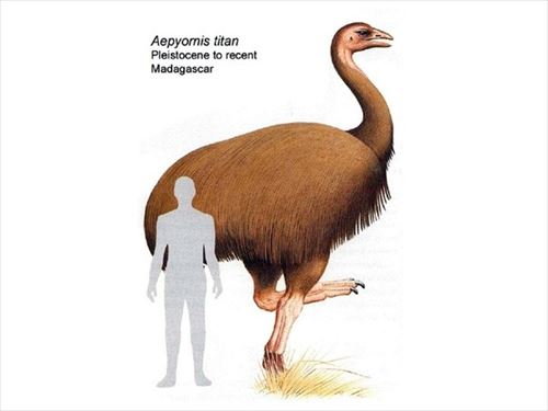 ケタ違いの大きさ 史上最大の鳥類 古代鳥 Ailovei