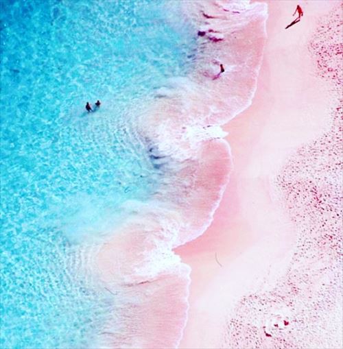 75 ピンク サンド ビーチ 最高の花の画像