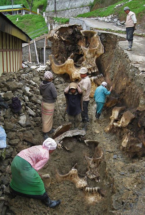 ほとんど嘘 発見された巨人の骸骨 12種 Ailovei