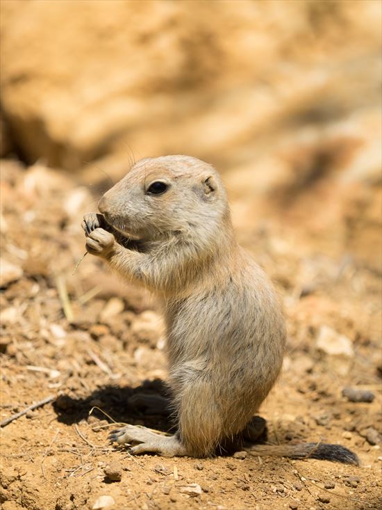 可愛いけど残酷な共食いをする動物 8種 Ailovei