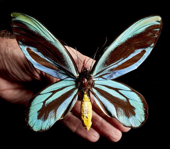 驚くべき世界最大の昆虫 分野別 Ailovei