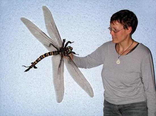 驚くべき世界最大の昆虫 分野別 Ailovei