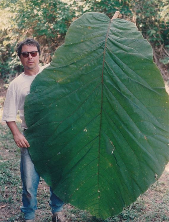 巨大すぎる世界最大の葉っぱ 6種 Ailovei