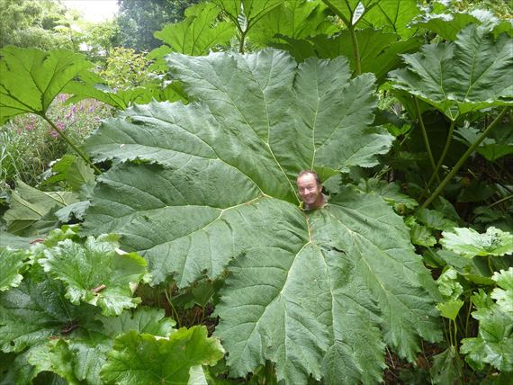巨大すぎる世界最大の葉っぱ 6種 Ailovei